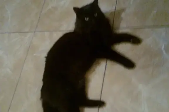 Пропала кошка в районе Музыки, Севастополь