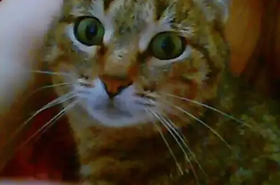 Кошки потеряшки, Чердаклы, фото: Потеряшкаи две кошки в Чердаклах, ул. Гая.