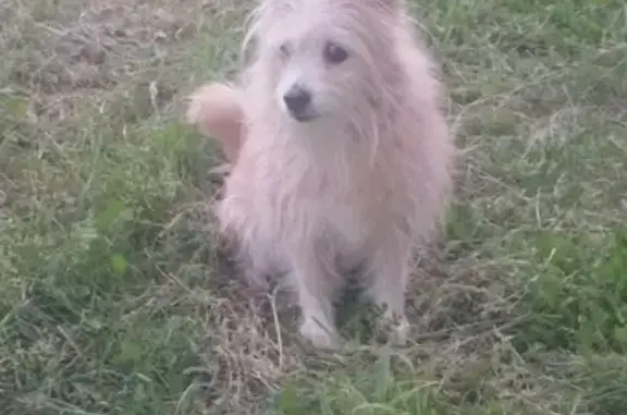 Собаки потеряшки, Ачитский городской округ, фото: Потеряшка собака в дачном посёлке Белый ключ (г. Ульяновск)