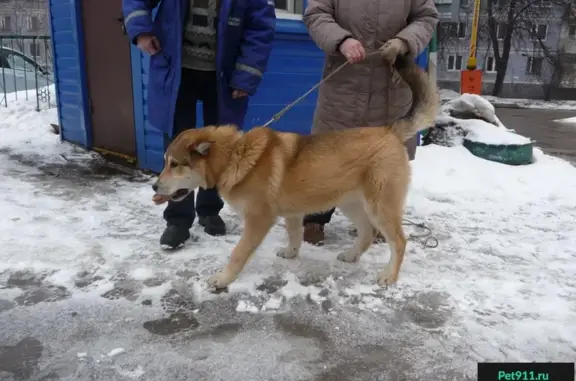 Найден рыжий пёс на ул. Есенина, 108