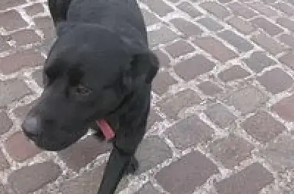 Найдена собака в Калининграде, ищем хозяев