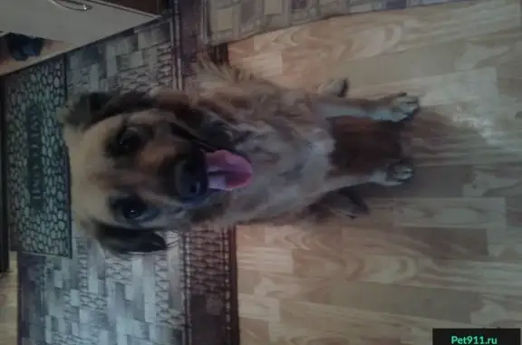 Найдена собака на Урванцева в Красноярске