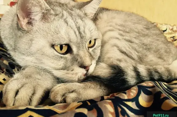 Пропал домашний кот в Починках, Нижний Новгород