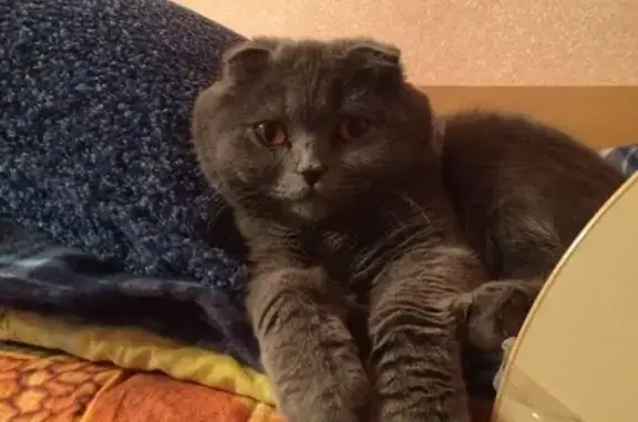 Пропала британская кошка в Наро-Фоминске