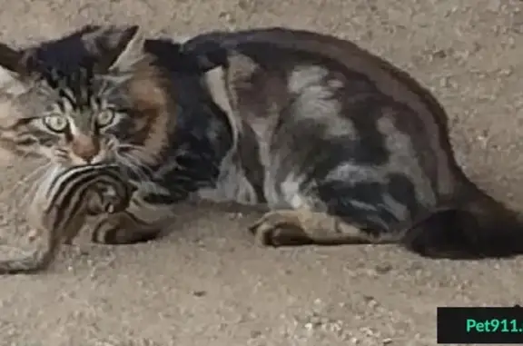 Пропал кот, ищем в районе Багратиона-Ватутина