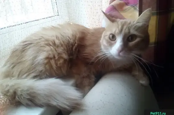 Пропала кошка в районе Фили-Давыдково