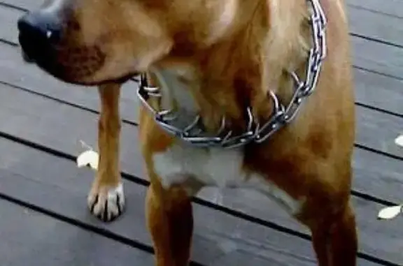 Пропала собака в Отрадном-Свиблово, вознаграждение гарантировано.