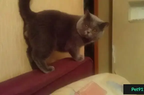 Кошки потеряшки, , фото: Потеряшка кот Толик возле 15-й школы в Латвии