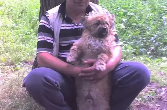 Пропала собака в Сергиевом Посаде, помогите найти!