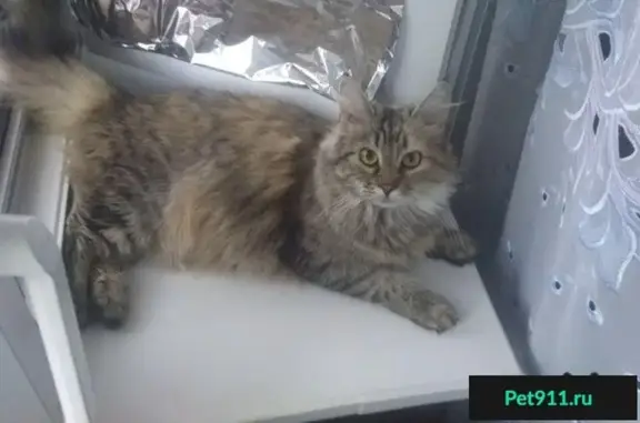 Пропала кошка Макси в районе Сармата, Новочеркасск
