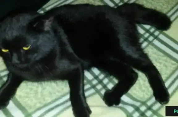 Найдена черная кошка в Грязах, Липецкая область