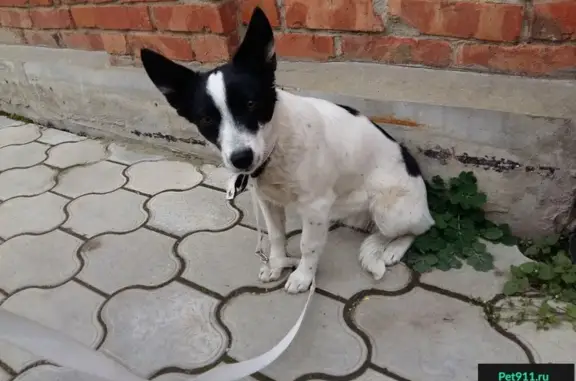Найдена домашняя собака на Сормовской