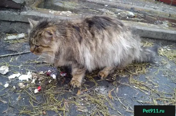 Найден домашний котик возле пединститута в Воронеже