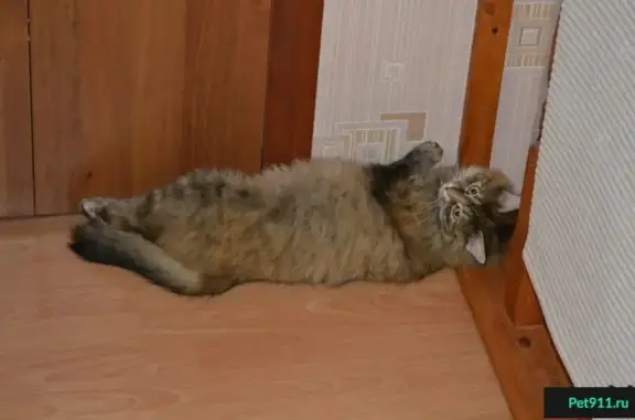 Кошки потеряшки, Погореловское, фото: Потеряшка кошка в Пронском районе, возможно возвращается домой в Терновую Погореловку.