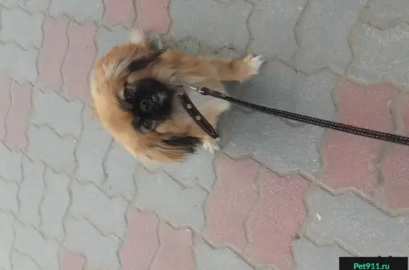 Пропала собака Бэтти в Кузнечихе 2, Нижний Новгород