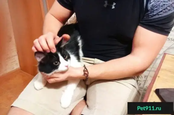 Найдена кошка на пр. Королева 4 в Ростове