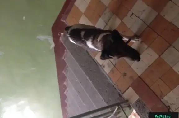 Найдена собака с ошейником и больной лапкой в Казани