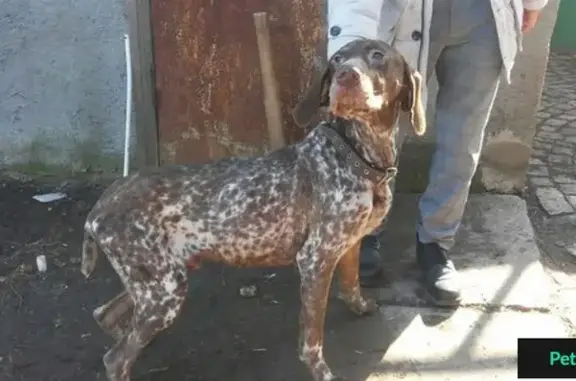 Найдена собака Курцхаар на трассе М24 в Таганроге