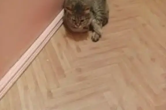 Найдена кошка на улице Чехова в Ханты-Мансийске