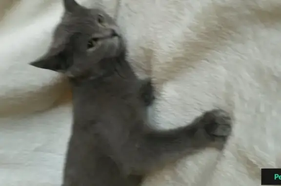 Найдена кошка на трассе Анапа-Краснодар