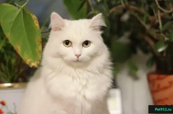 Потерянные животные Ханты-Мансийск, фото: Пропала белая кошка на ул. Доронина, 28 (Ханты-Мансийск)