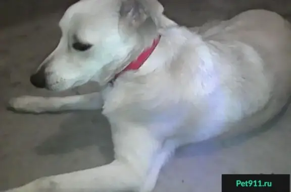 Найдена собака с красным ошейником в Колузаево, Ростовская область