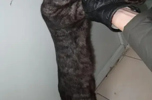 Найден породистый серый кот на пр. Клыкова