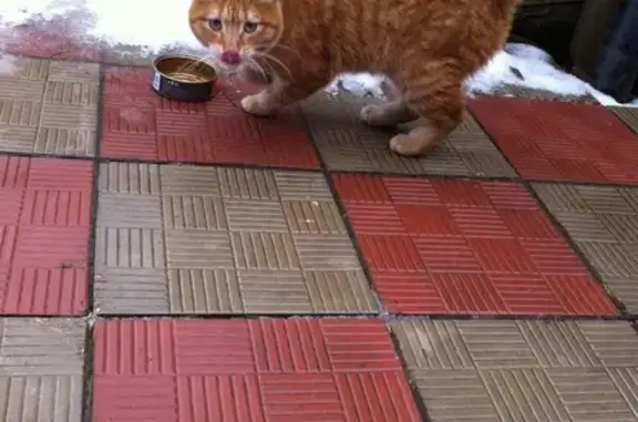 Найдена рыжая кошка на ул. Тургенева, п. Крупский