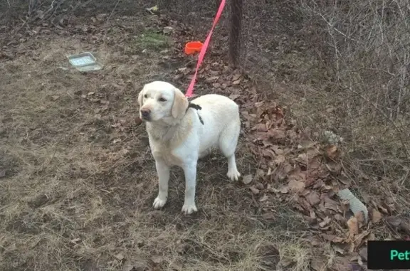 Найдена собака в Ростове, ищем хозяев!