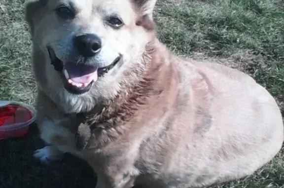 Пропала толстая собака в Сосновоборске
