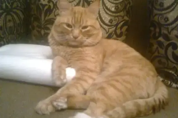 Кошки потеряшки, Шипово, фото: Потеряшка кот Бакс в п. Шипово, Башкортостан