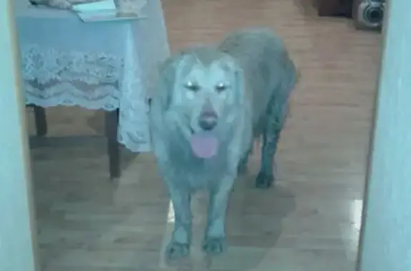 Найдена собака на улице Седина, Краснодар