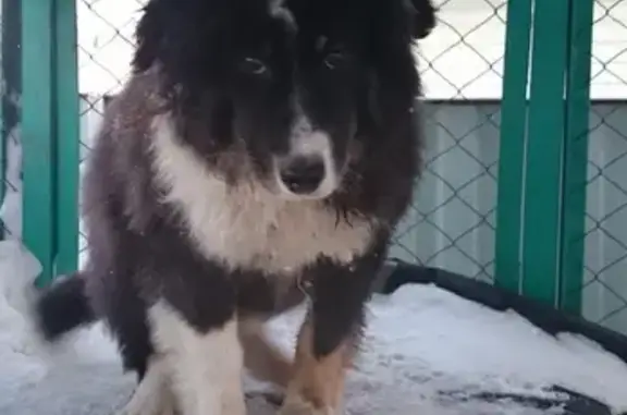 Найдена собака в Ханты-Мансийске, ищем хозяев.
