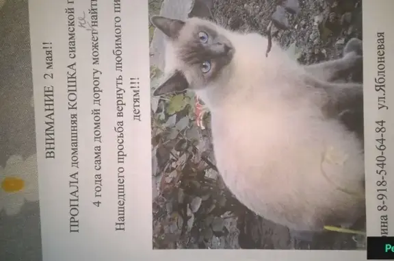 Пропала сиамская кошка в Аксае, Поле Чудес