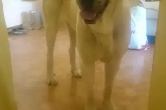 Найдена собака в Горках Ленинских, Московская область