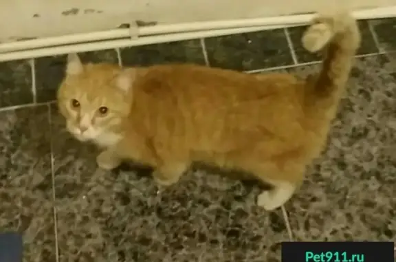 Найдена рыжая кошка в центре Санкт-Петербурга