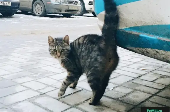 Найдена кошка Котенок по адресу в Санкт-Петербурге