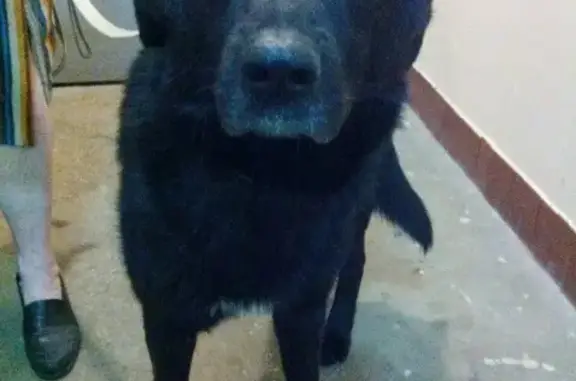 Найдена собака Москва, м. ВДНХ - метис лабрадора-ретривера