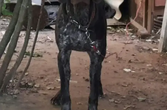 Собаки потеряшки, Пляхо, фото: Потеряшка собака Бим в дер. Темниково, Железнодорожный