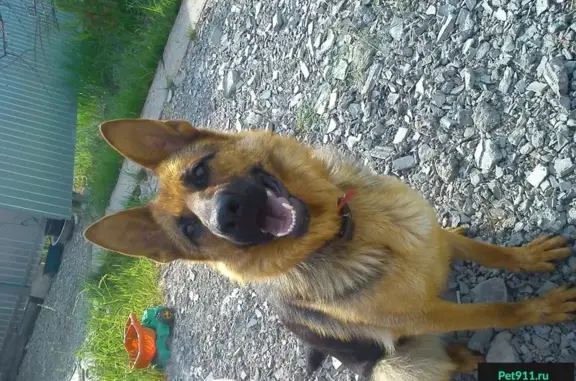 Пропала собака Рада в Лукьяновке, Омская область