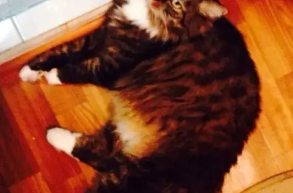 Пропала кошка Сеня в Борисовских Прудах, Москва
