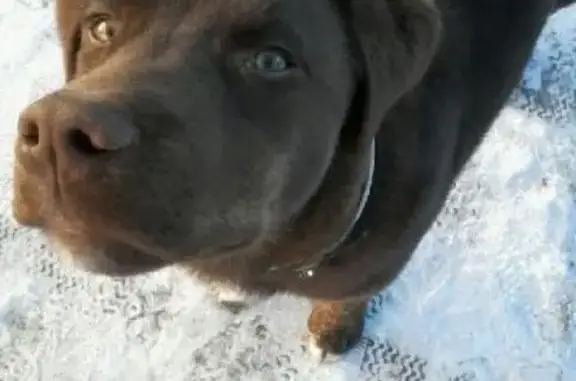 Найдена собака в Пироговском лесопарке