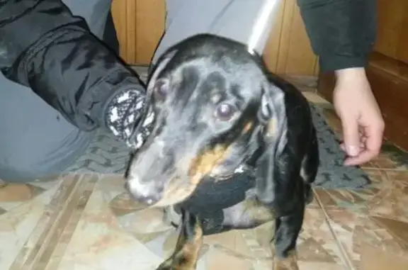 Собака найдена на ул. Салютная 21 в Челябинске