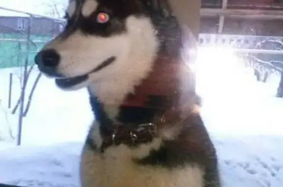 Собака найдена возле Ленты в Зоналке (Саратов)
