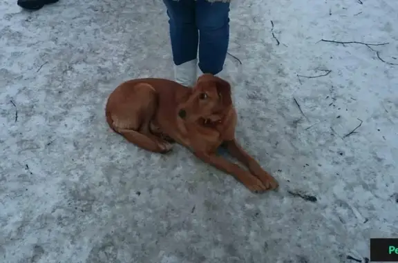 Найдена собака на Советской ул. в Видном