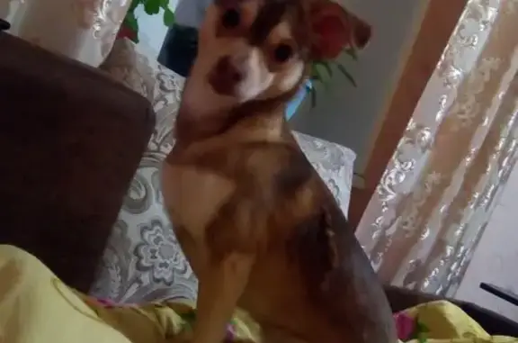 Пропала собака возраста год в Омске, вознаграждение за помощь