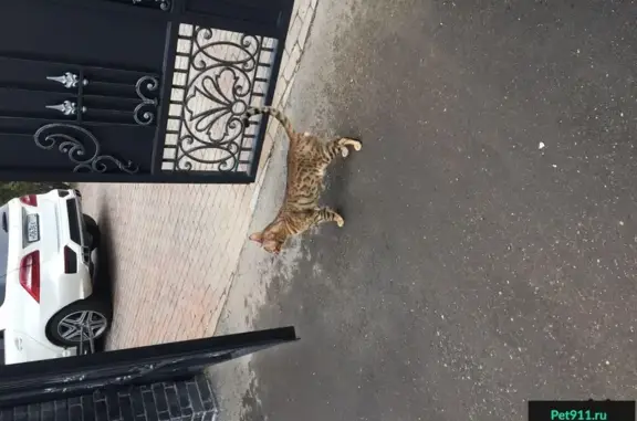 Пропал кот Хэнс на ул. Очаковская, Мещерский, Москва