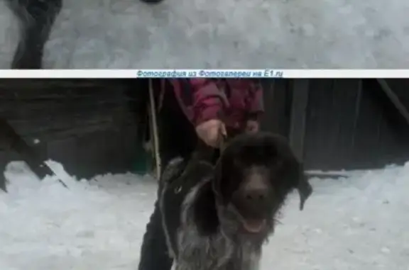 Найдена собака в Белоярском, Свердловская область