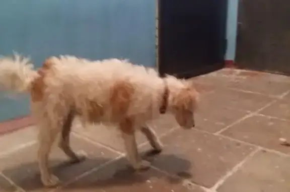 Найдена белая собака в Ленинском районе Нижнего Новгорода