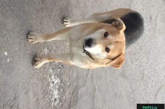 Найдена собака в Рязани, ошейник с гравировкой.